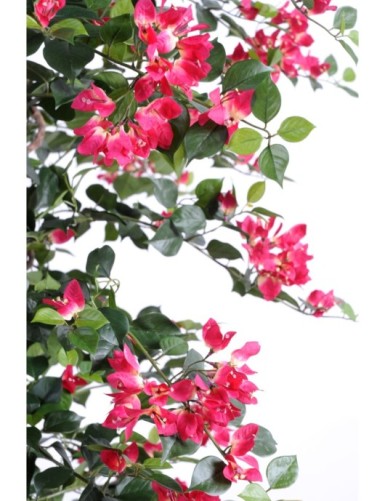 BOUGAINVILLEA (Drillingsblume) NEW LIANES