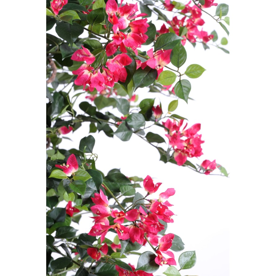 BOUGAINVILLEA (Drillingsblume) NEW LIANES