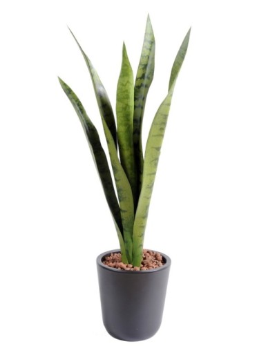 SANSEVIERIA SIN MACETA MM