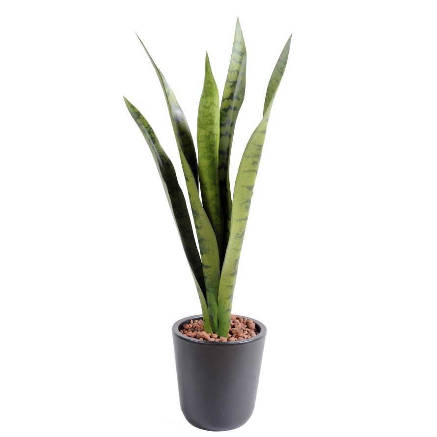 SANSEVIERIA STECKSTAB MM