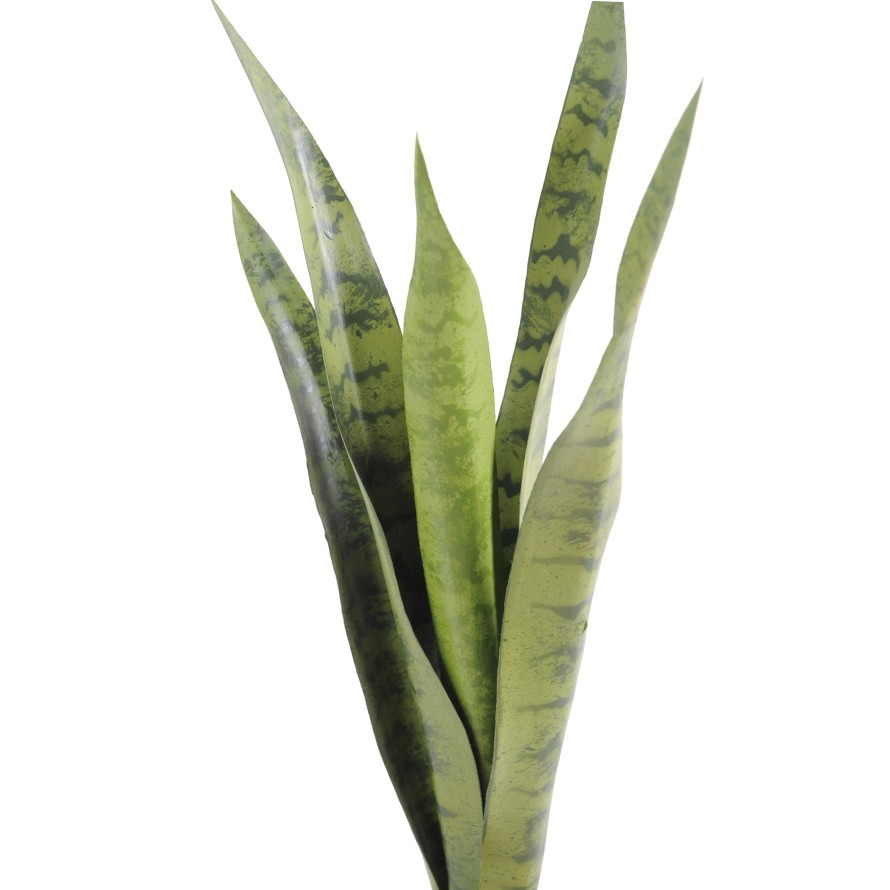 SANSEVIERIA STECKSTAB MM