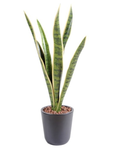 SANSEVIERIA STECKSTAB MM