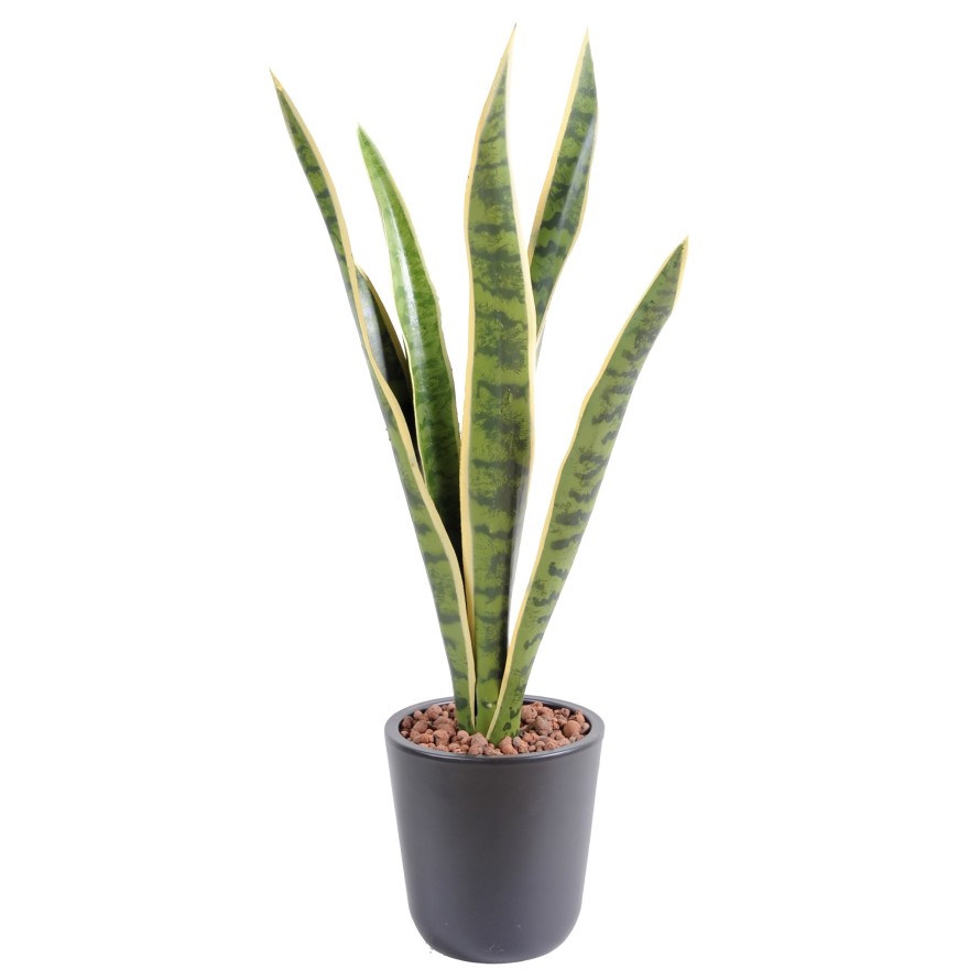 SANSEVIERIA BUSH MM