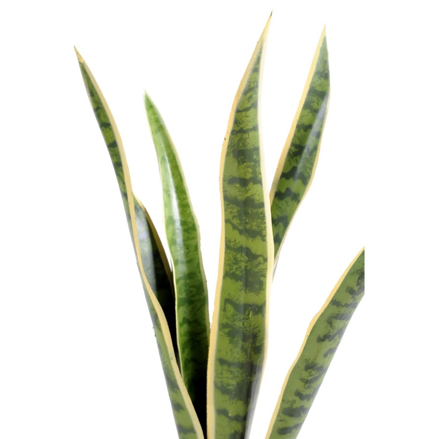 SANSEVIERIA BUSH MM