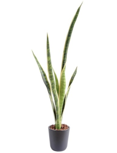 SANSEVIERIA SIN MACETA GM