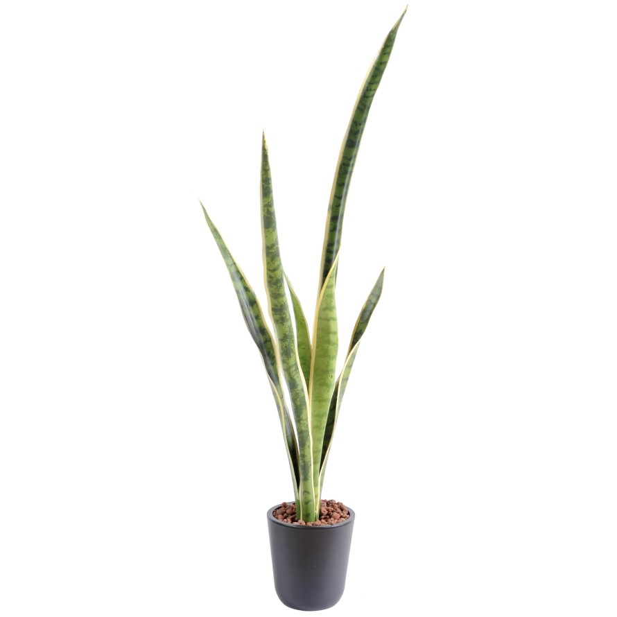 SANSEVIERIA SIN MACETA GM