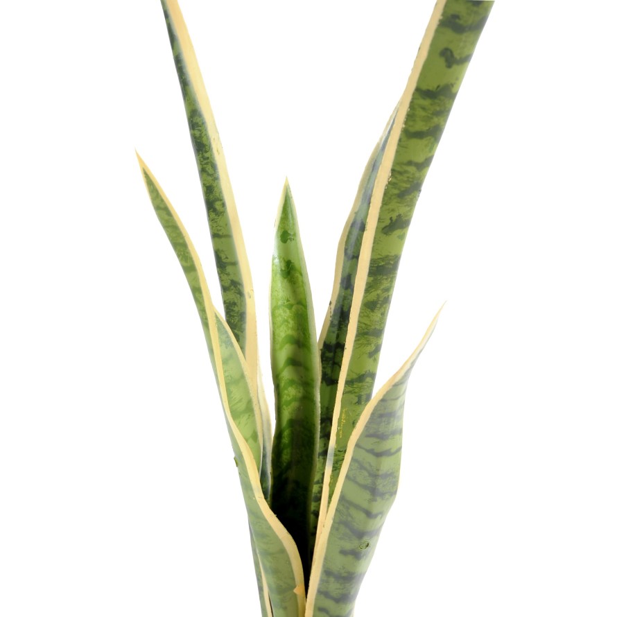 SANSEVIERIA SIN MACETA GM