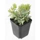 SUCCULENT WITH 12 (sold by 12)