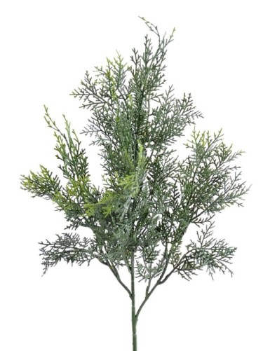 CIPRÉS DE LAWSON RAMA