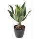 AGAVE L 60