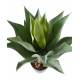 AGAVE L 75