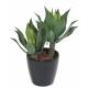 AGAVE L 60