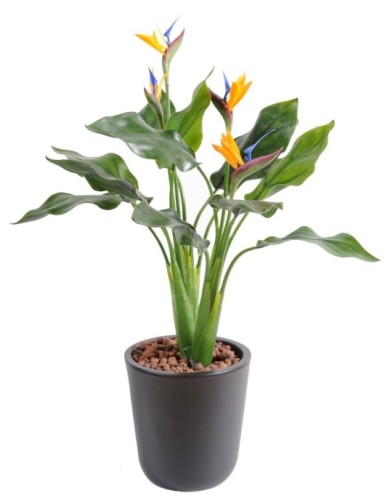 STRELITZIA (Papageienblume)...