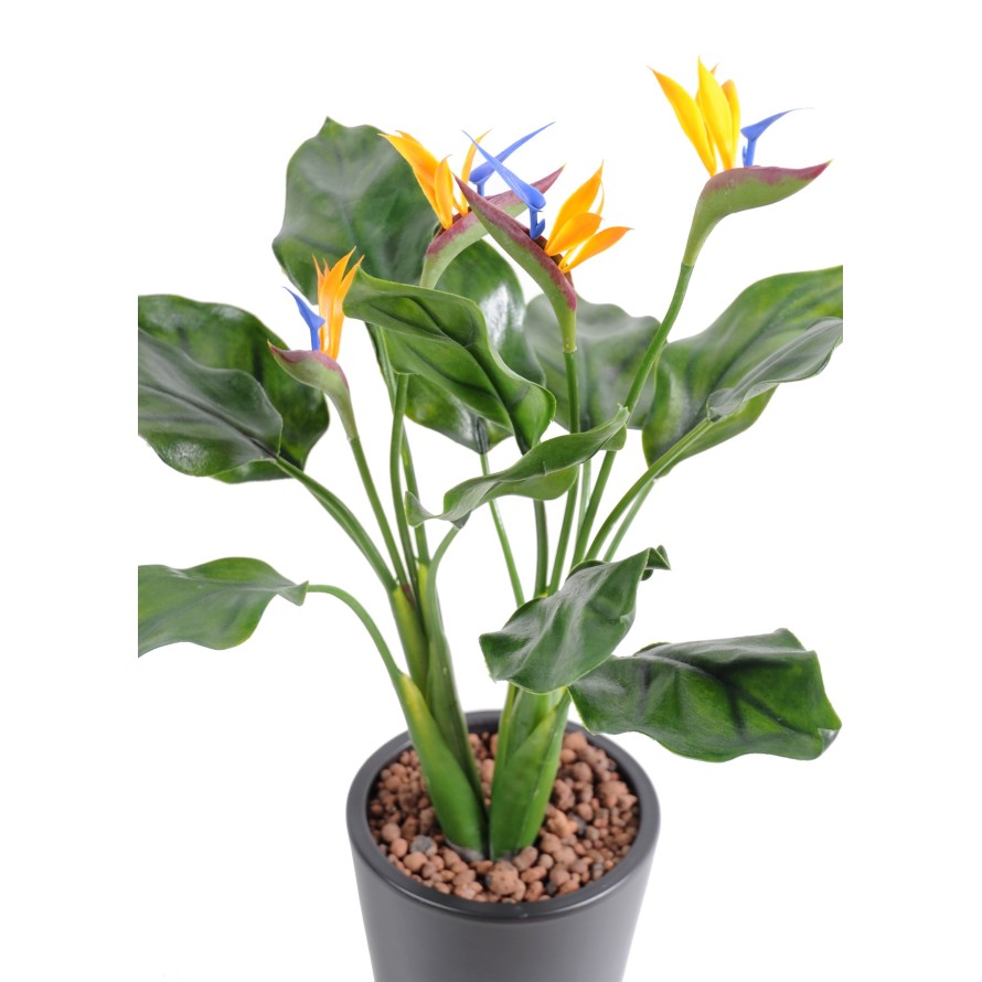 STRELITZIA (Papageienblume) PLAST