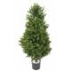BOXWOOD RED DAY TOPIARY 95 UV