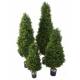 BOXWOOD RED DAY TOPIARY 95 UV