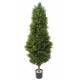 BOXWOOD RED DAY TOPIARY 155 UV