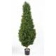 BOXWOOD RED DAY TOPIARY 190 UV