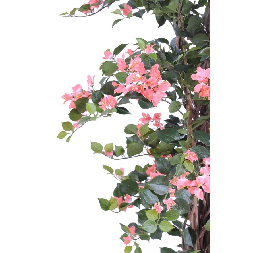 BOUGAINVILLEA (Drillingsblume) NEW LIANES