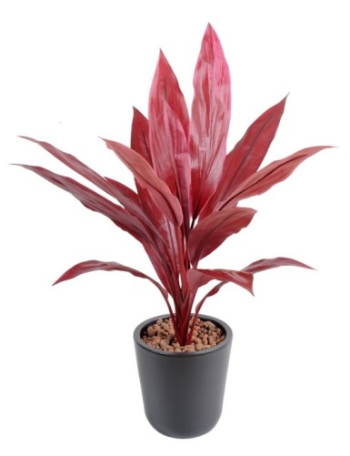 DRACHENBAUM CORDYLINE