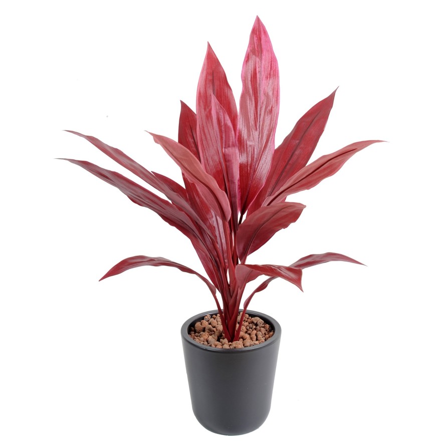 DRACHENBAUM CORDYLINE