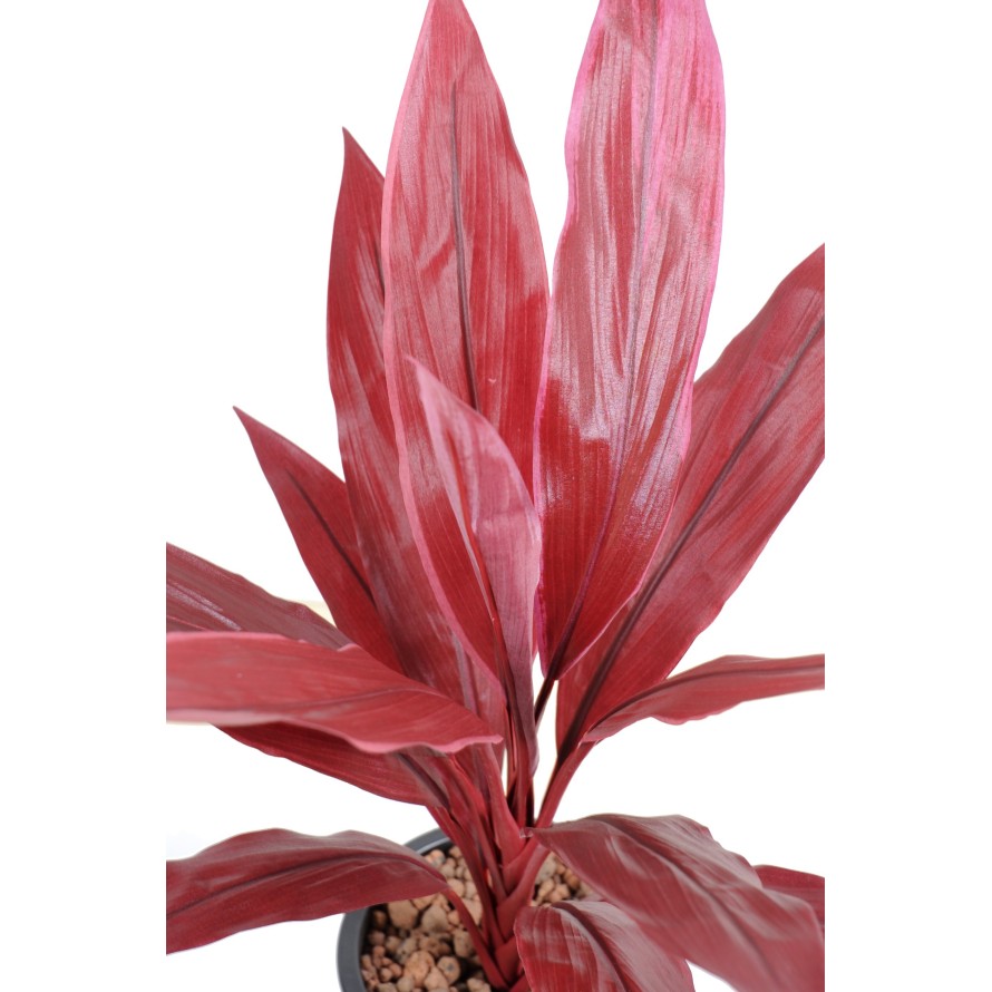 DRACHENBAUM CORDYLINE