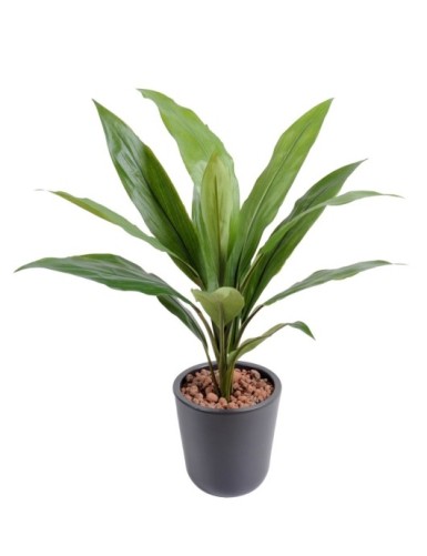 DRACHENBAUM CORDYLINE
