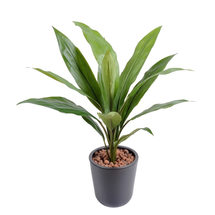 DRACHENBAUM CORDYLINE