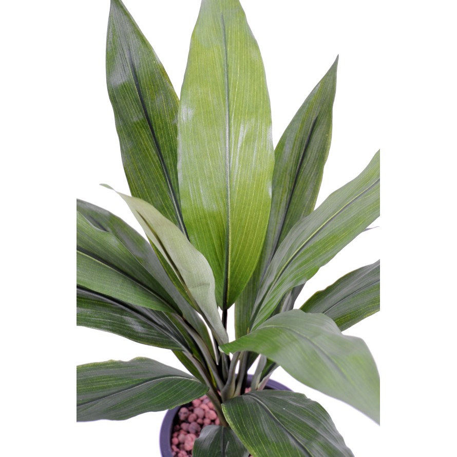 DRACHENBAUM CORDYLINE
