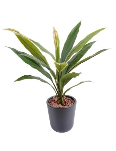 DRACHENBAUM CORDYLINE