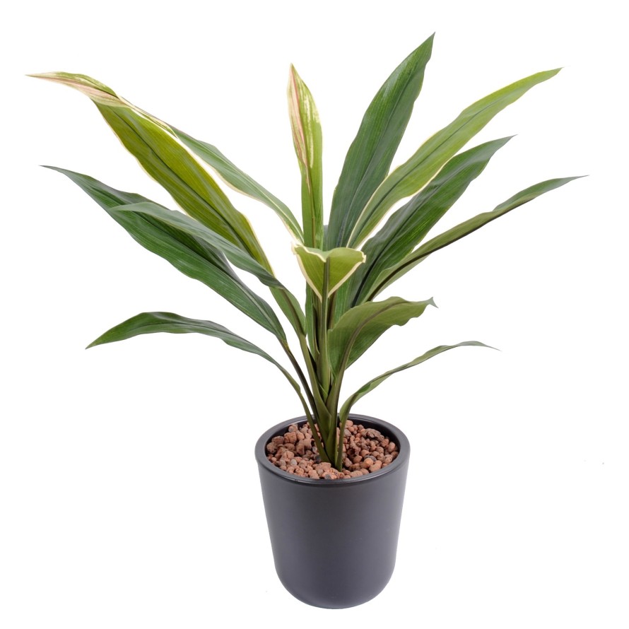DRACHENBAUM CORDYLINE