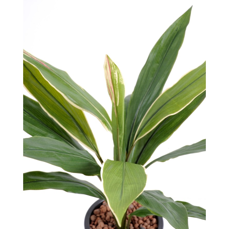 DRACHENBAUM CORDYLINE