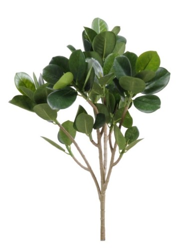 FIKUS PANDA (MICROCARPA)...