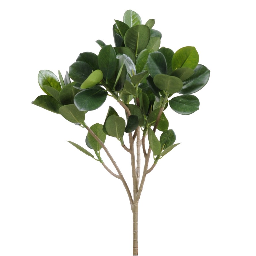 FICUS PANDA (MICROCARPA) RAMA NEW