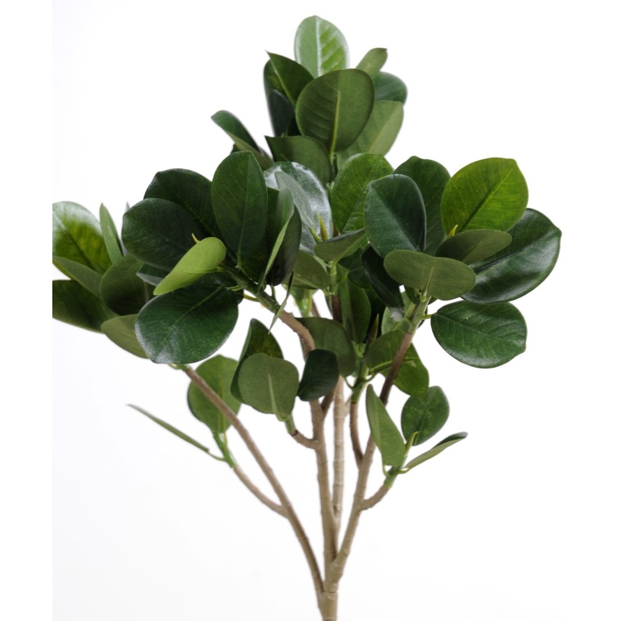 FICUS PANDA (MICROCARPA) RAMA NEW