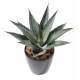 AGAVE ARTIFICIAL BOLL