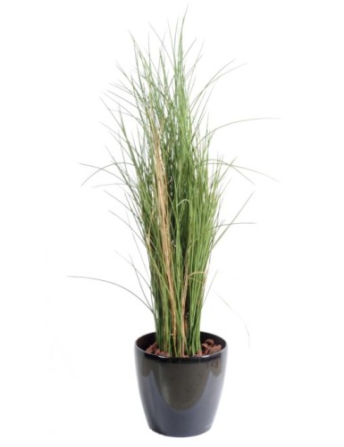 HIERBA HONEY GRASS