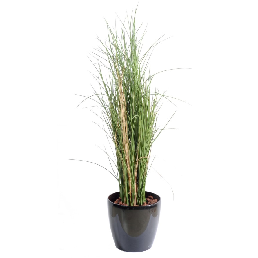 HIERBA HONEY GRASS