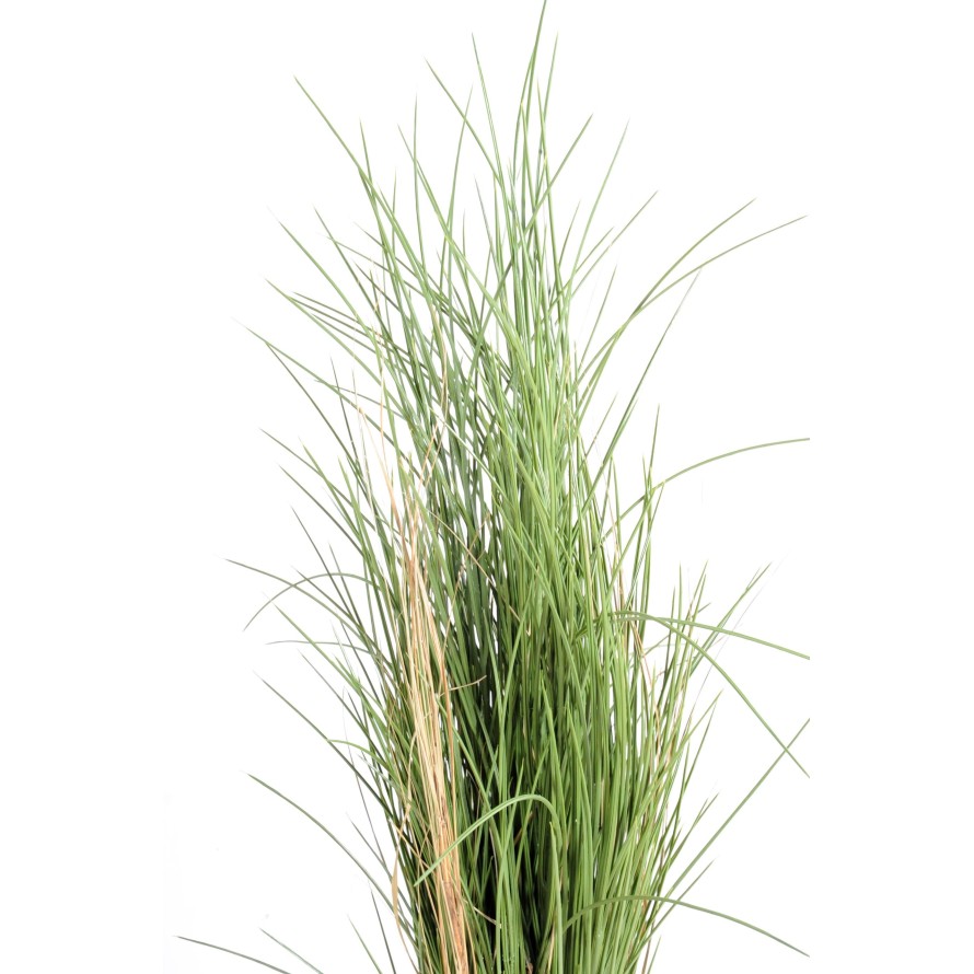 HIERBA HONEY GRASS