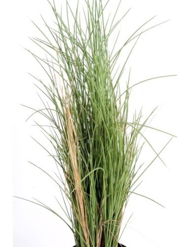 HONEY GRASS