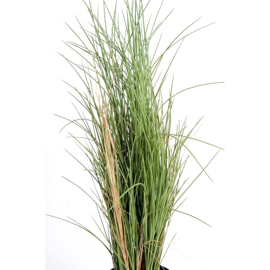 HIERBA HONEY GRASS