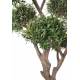 OLIVE TREE BONSAI MULTI HEAD 235