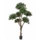 OLIVE TREE BONSAI MULTI HEAD 270
