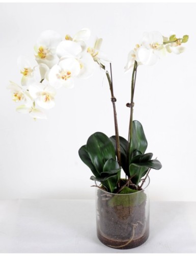 PHALAENOPSIS VASE RUND