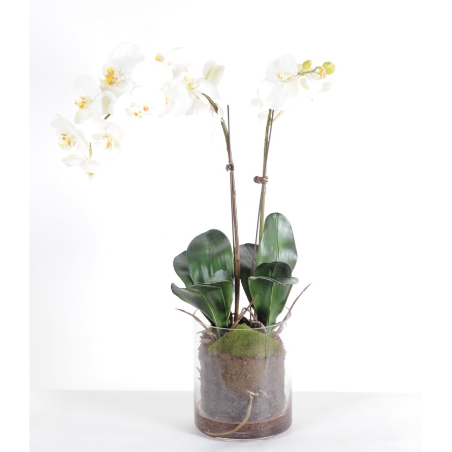 PHALAENOPSIS ORQUÍDEA EN JARRÓN REDONDO