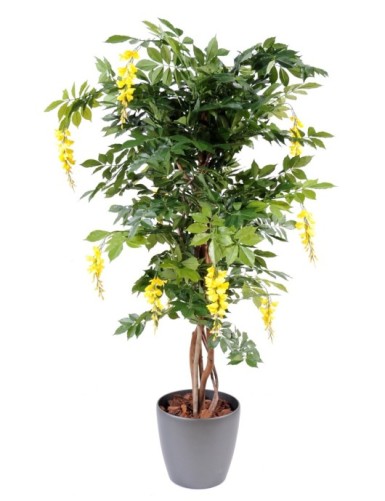 BLAUREGEN MULTI TREE IN BOLL