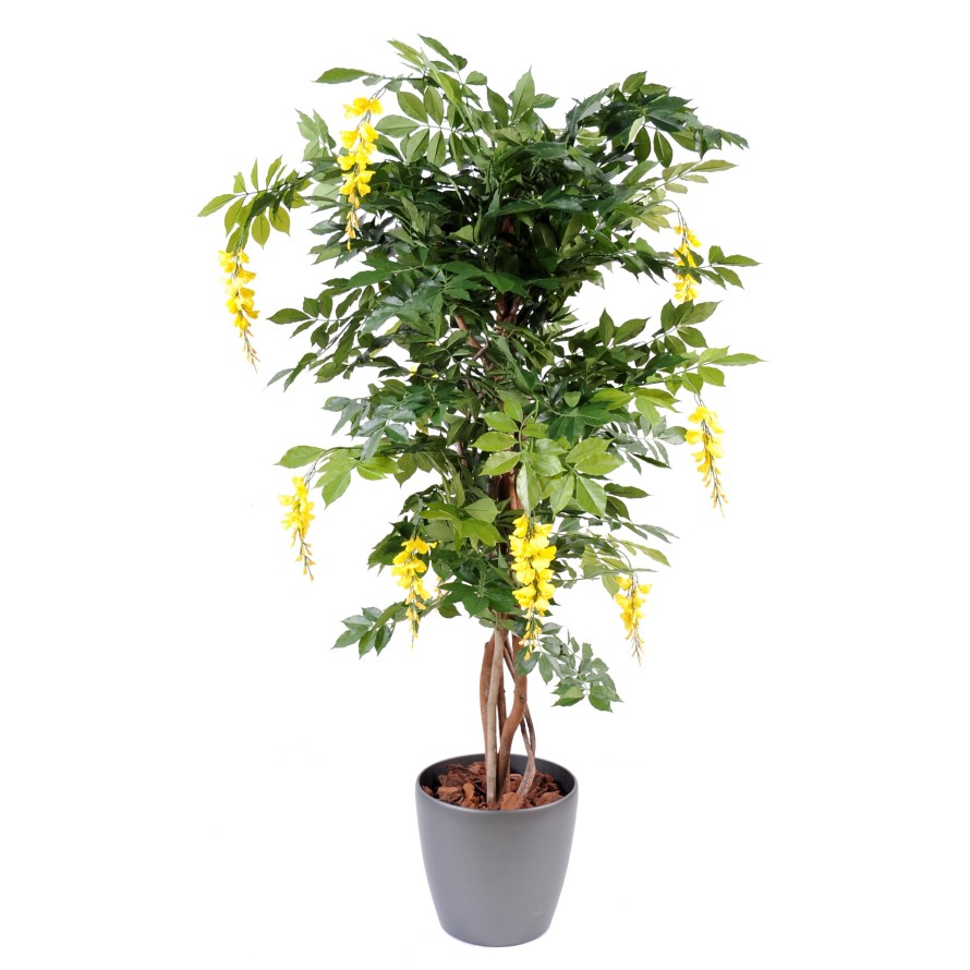 BLAUREGEN MULTI TREE IN BOLL