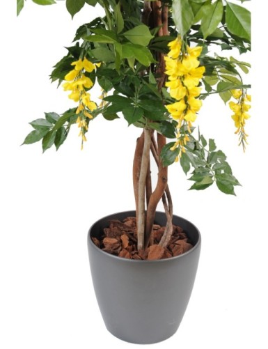 GLICINA MULTI TREE EN MACETA