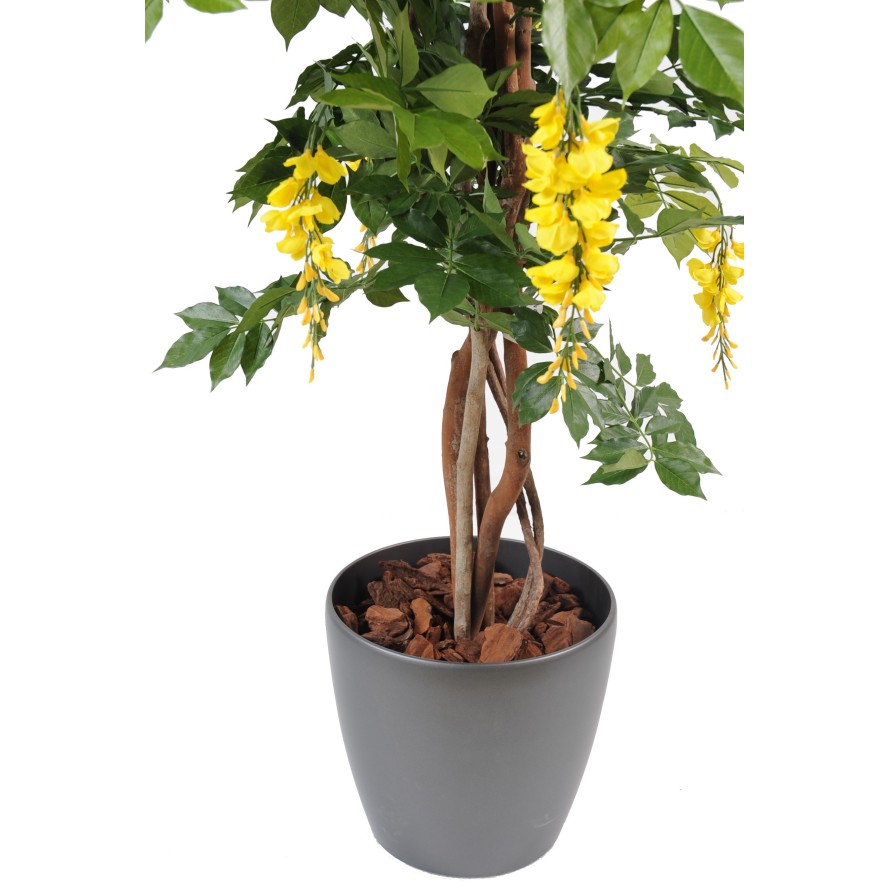 GLICINA MULTI TREE EN MACETA