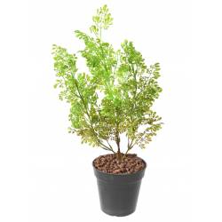 BUXUS Artificial PICKET